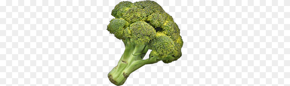 Broccoli, Food, Plant, Produce, Vegetable Free Transparent Png