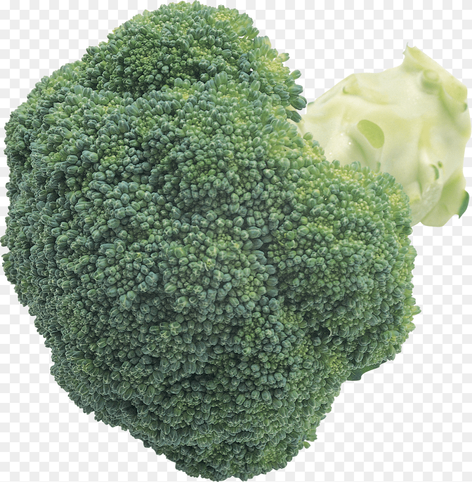 Broccoli, Food, Plant, Produce, Vegetable Free Png Download