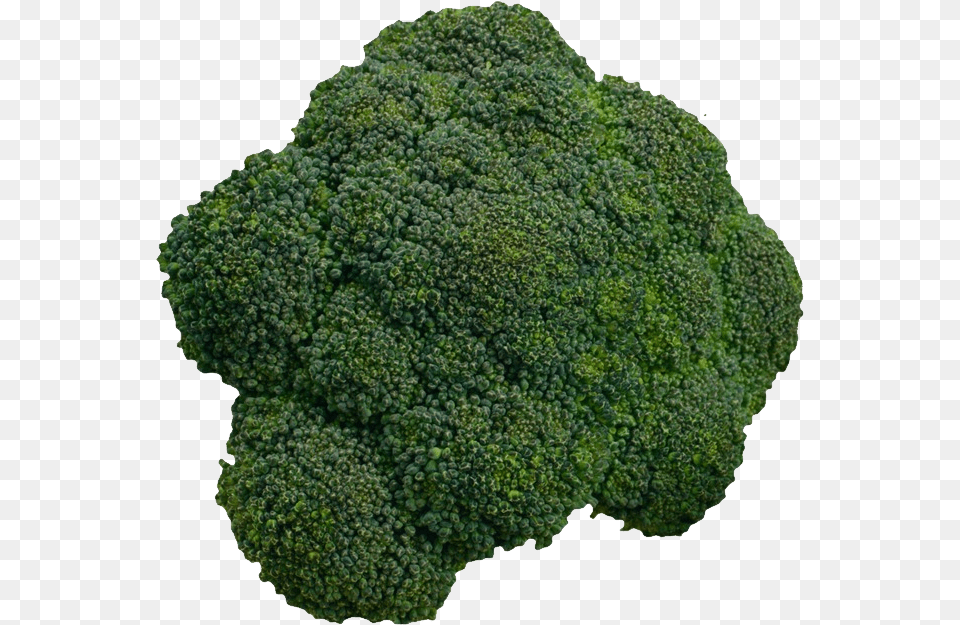 Broccoli, Food, Plant, Produce, Vegetable Png