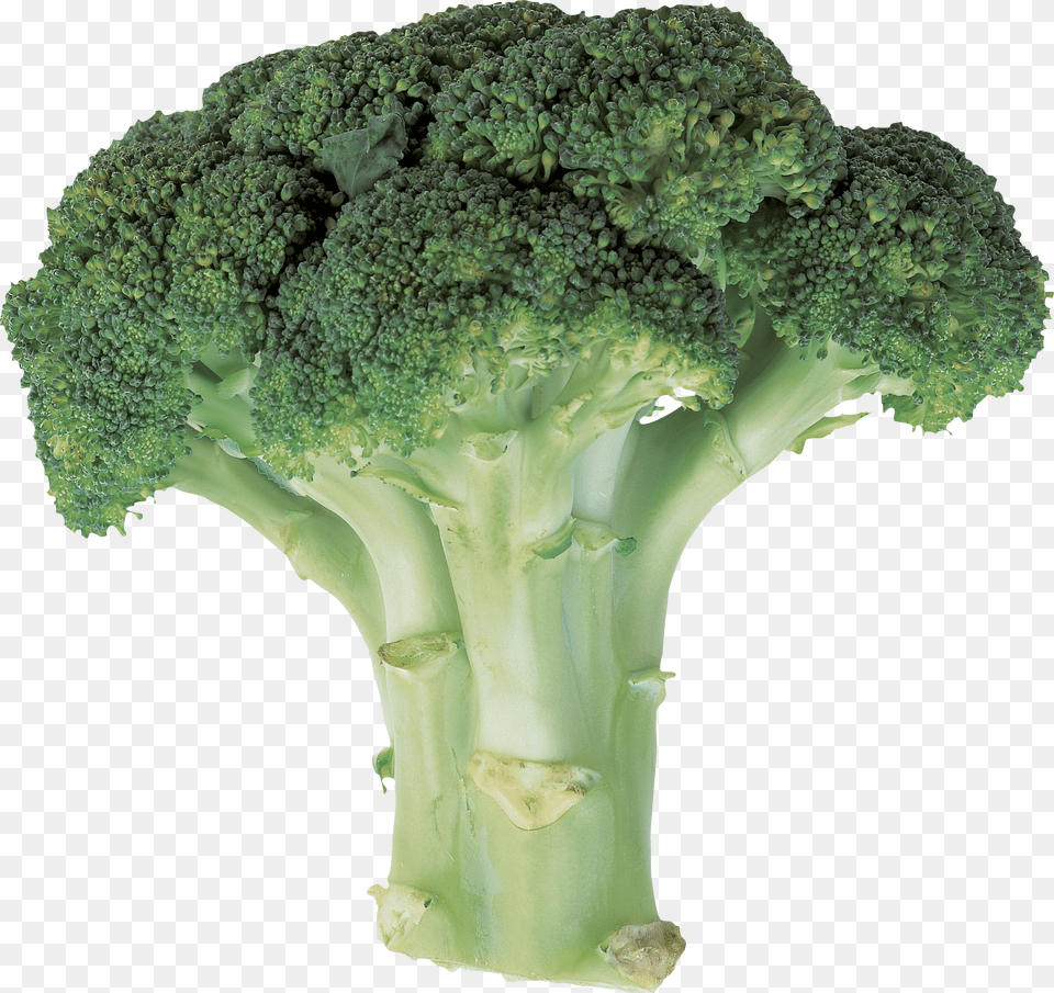Broccoli Free Png Download