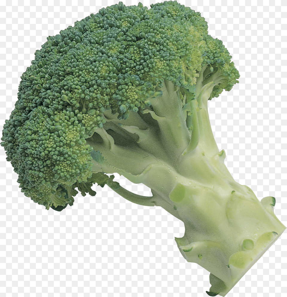 Broccoli, Food, Plant, Produce, Vegetable Free Png