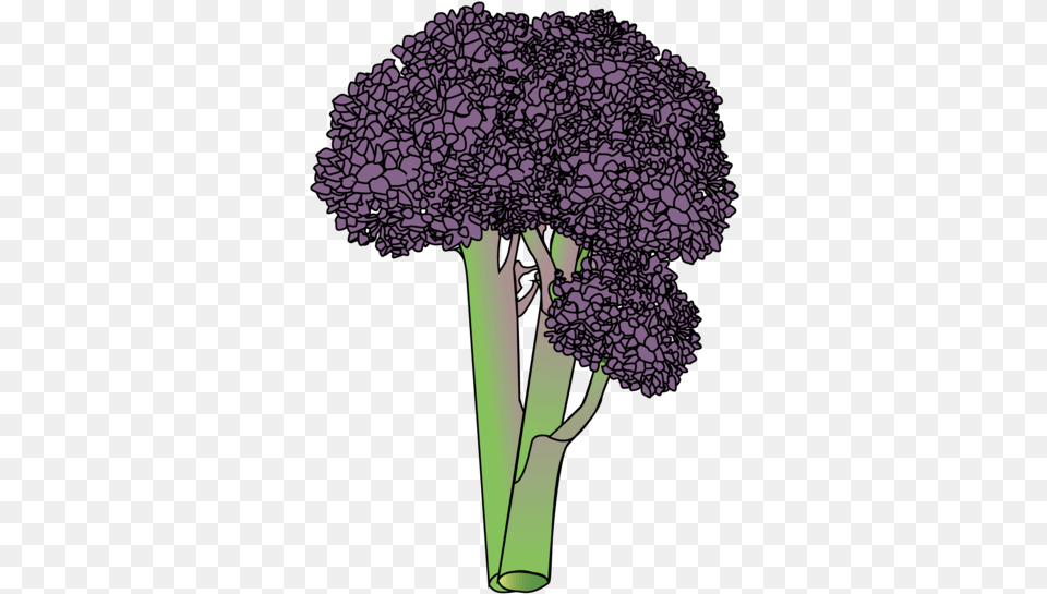 Broccoli Bouquet, Vegetable, Produce, Food, Plant Png