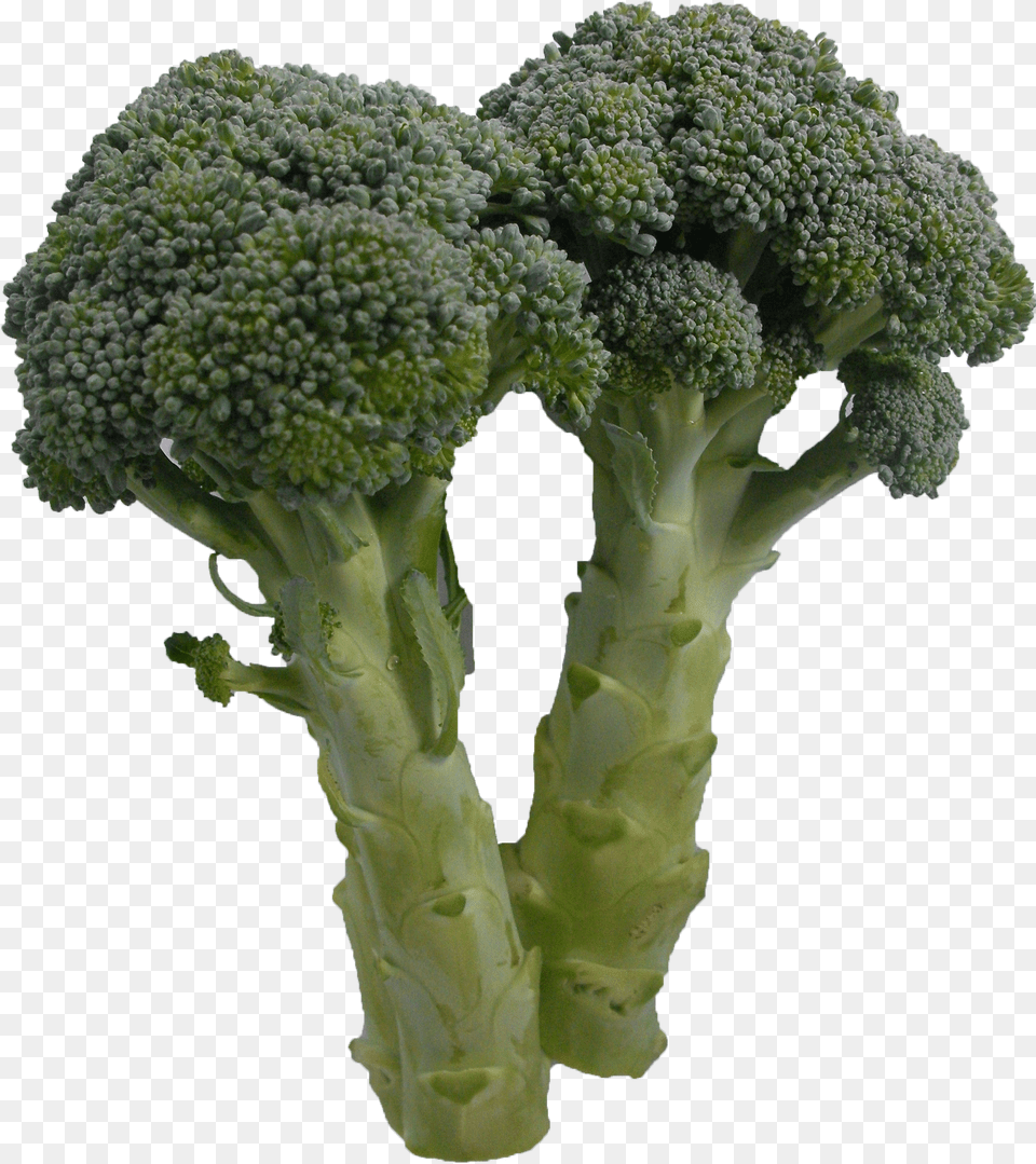 Broccoli Broccoli Free Png