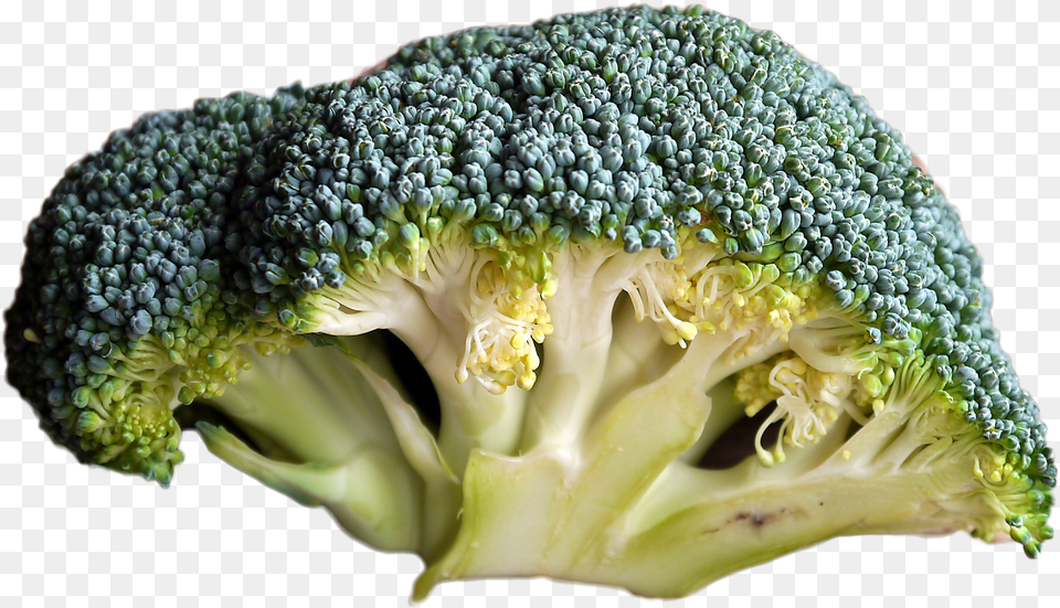 Broccoli Does Bad Broccoli Look Like Png Image