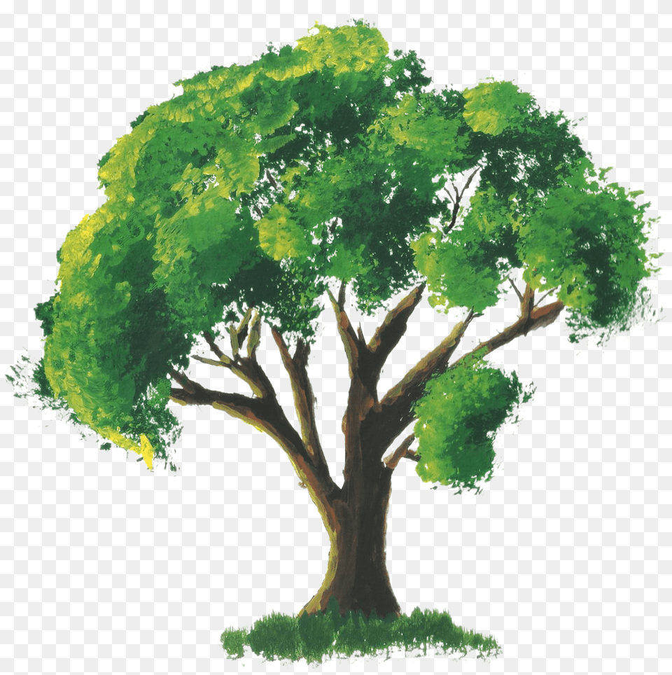 Broccoli Drawing Watercolor Tree Drawing With Color, Oak, Plant, Sycamore, Potted Plant Free Png Download