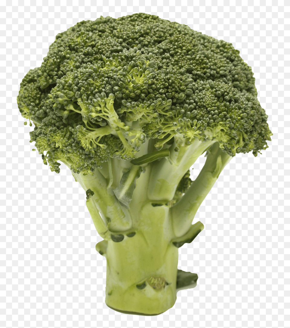 Broccoli Image, Food, Plant, Produce, Vegetable Free Png