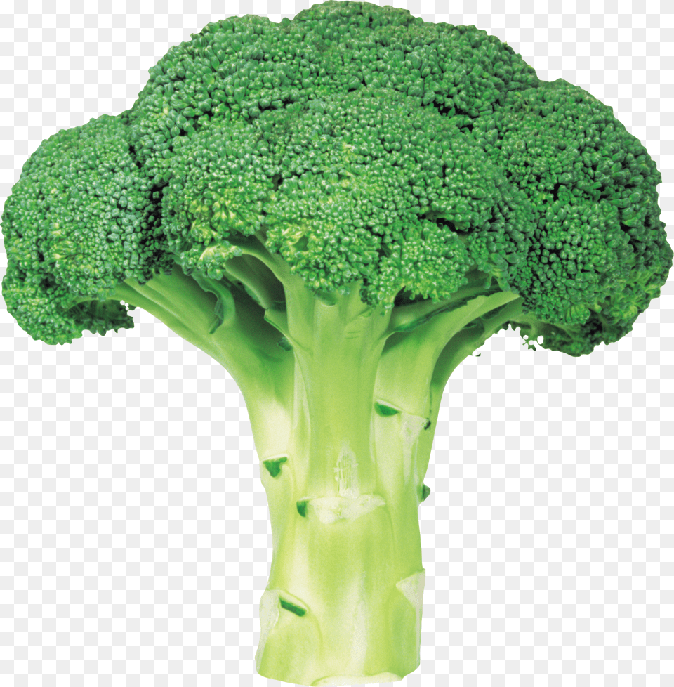 Broccoli Image With Background Broccoli, Food, Plant, Produce, Vegetable Free Transparent Png