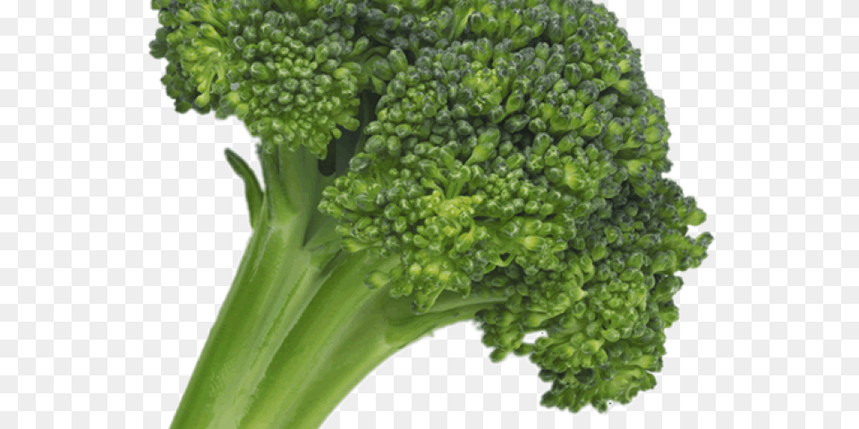 Broccoli Transparent Hyperdimension Neptunia Broccoli Ripoff, Food, Plant, Produce, Vegetable Free Png
