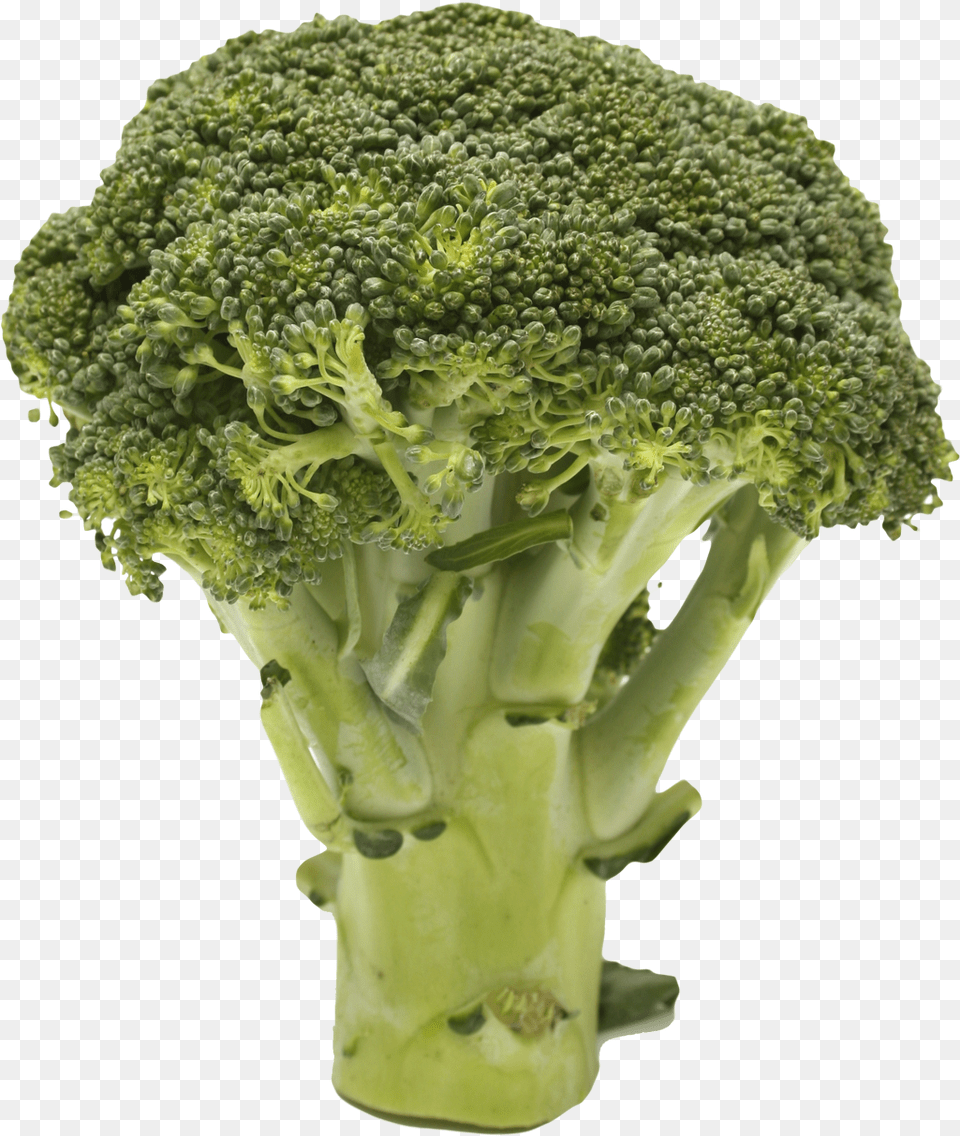 Broccoli Transparent Image Broccoli Transparent, Food, Plant, Produce, Vegetable Free Png