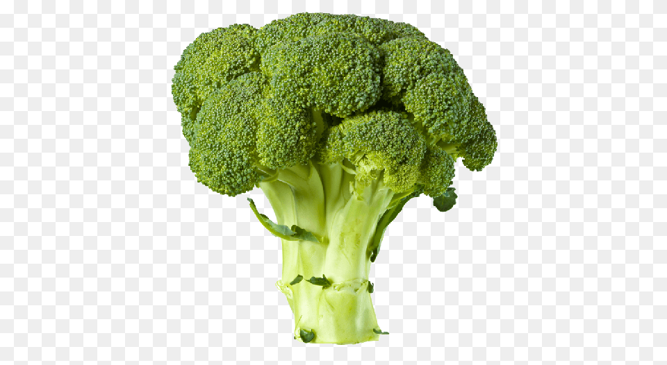 Broccoli Tree, Food, Plant, Produce, Vegetable Png