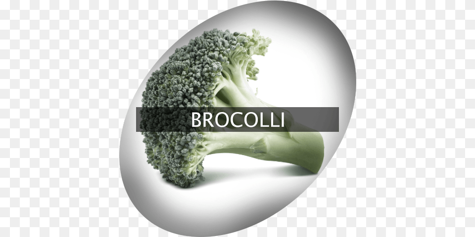 Broccolli Indigrowcom Broccoli, Food, Plant, Produce, Vegetable Free Transparent Png
