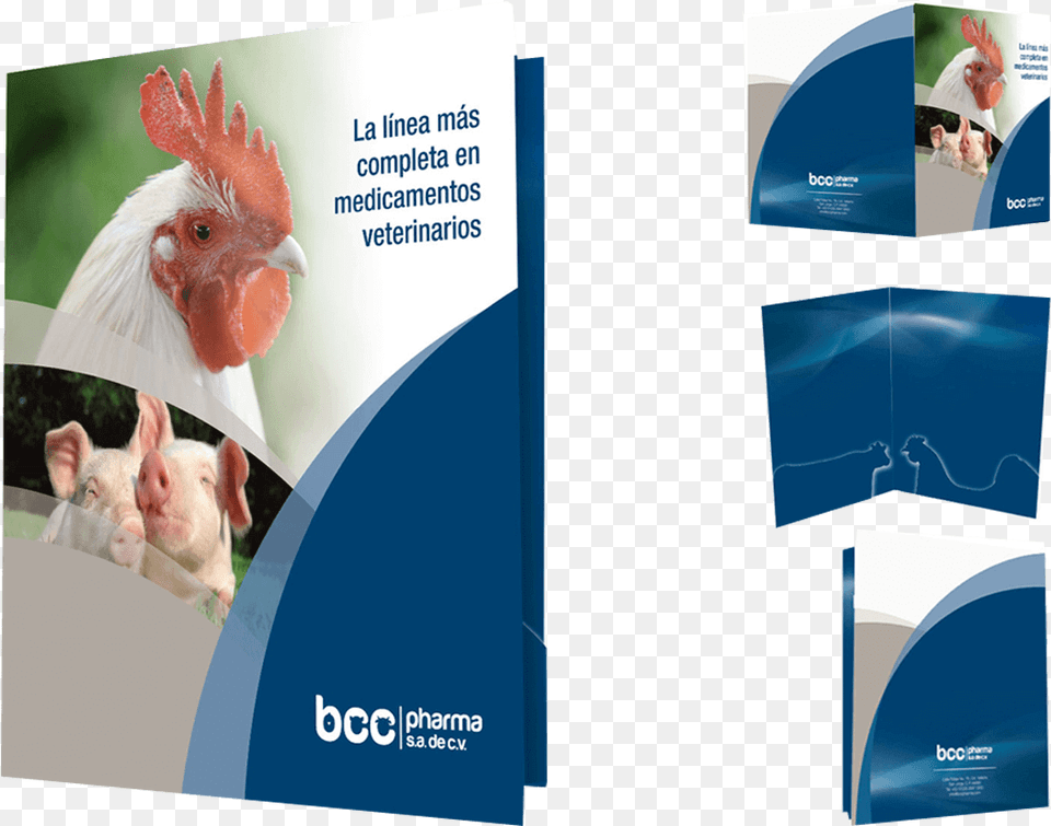 Brochure Download De Folders Institucionales, Advertisement, Poster, Poultry, Fowl Png
