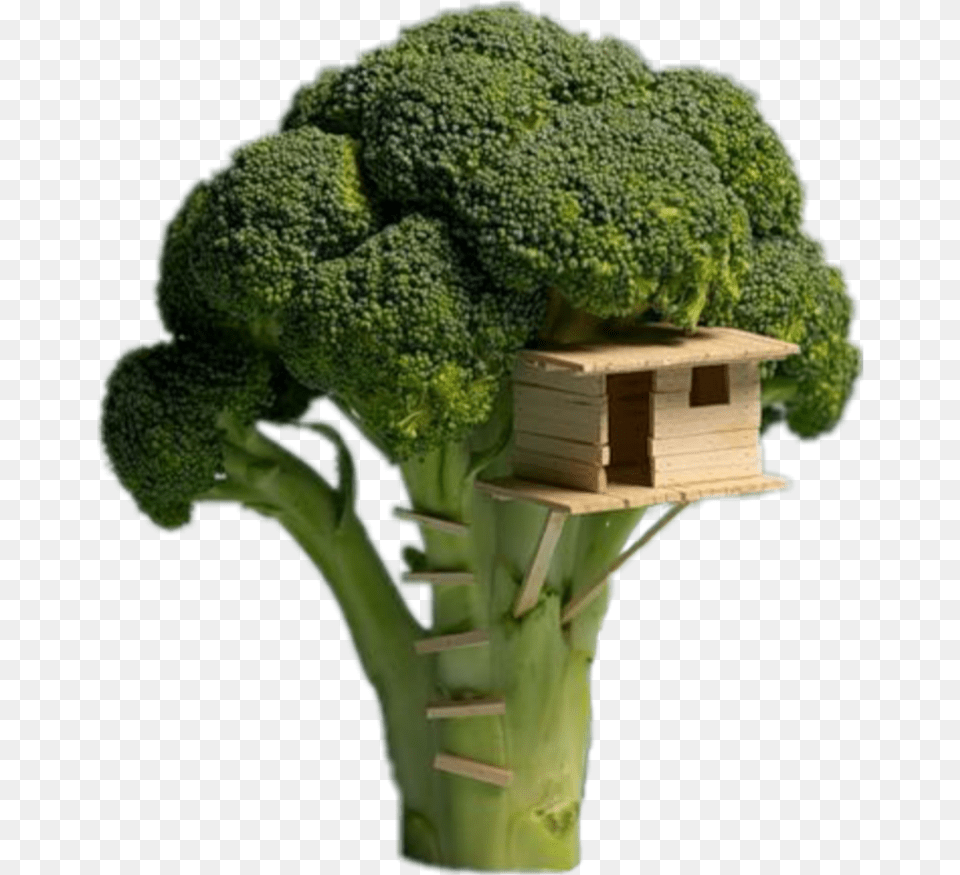 Brocoli Broccoli Tree House, Food, Plant, Produce, Vegetable Free Png