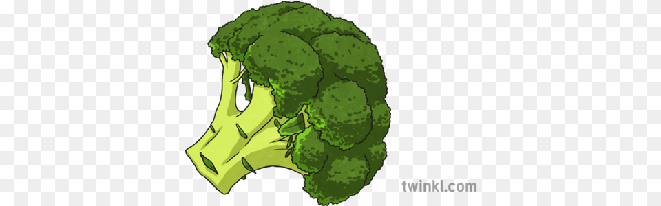 Brocolli 1 Illustration Illustration, Broccoli, Food, Plant, Produce Free Png