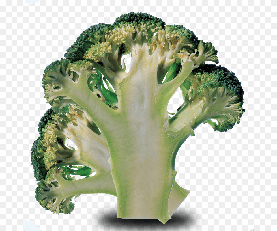 Brocolli Broccoli, Food, Plant, Produce, Vegetable Png Image