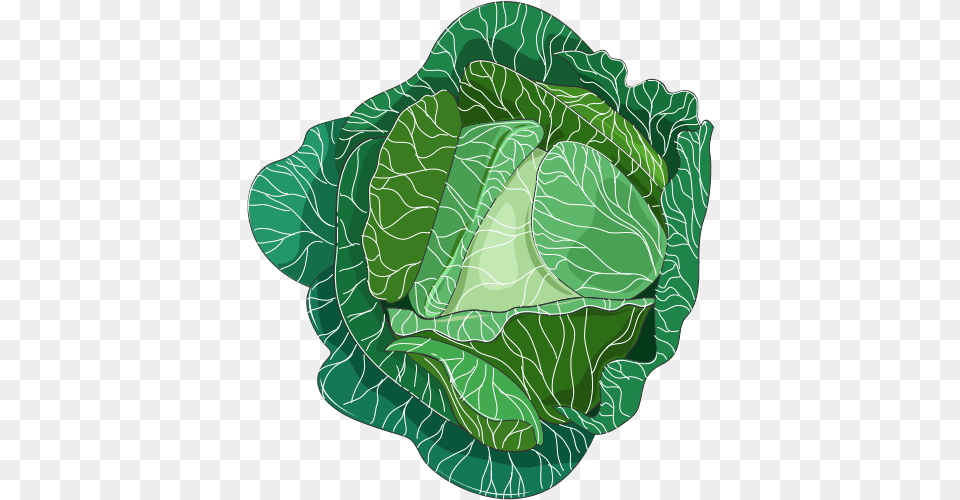 Brocolli Clip Art Cabbage, Food, Leafy Green Vegetable, Plant, Produce Png