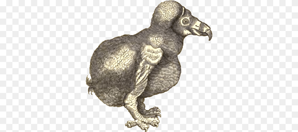 Broeckedodo Bg Wikimedia Commons, Animal, Bird, Vulture, Dodo Free Transparent Png