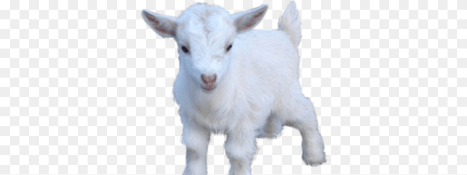 Brofistio In Russia Youtube Goats, Livestock, Animal, Goat, Mammal Png