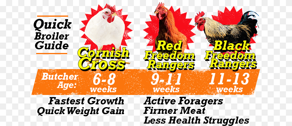 Broiler Breed Differences Diagram State Farm, Animal, Bird, Chicken, Fowl Free Transparent Png