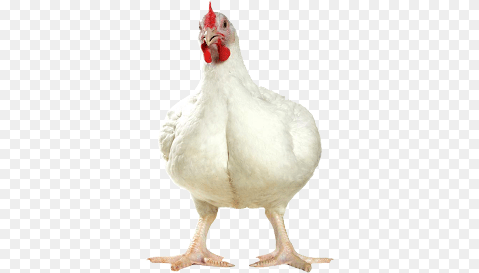 Broiler Chicken, Animal, Bird, Fowl, Hen Free Png