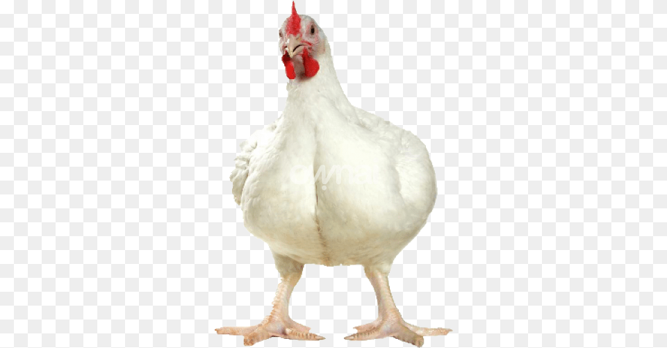 Broiler Chicken, Animal, Bird, Fowl, Hen Free Png