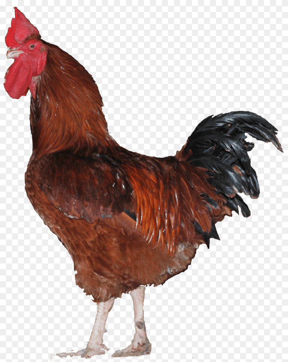 Broiler Chicken Clipart Male Chicken, Animal, Bird, Fowl, Poultry Free Png