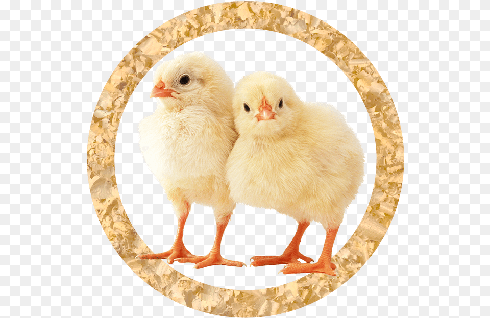 Broiler Chicks Chicken Animal, Bird, Fowl, Poultry, Hen Png