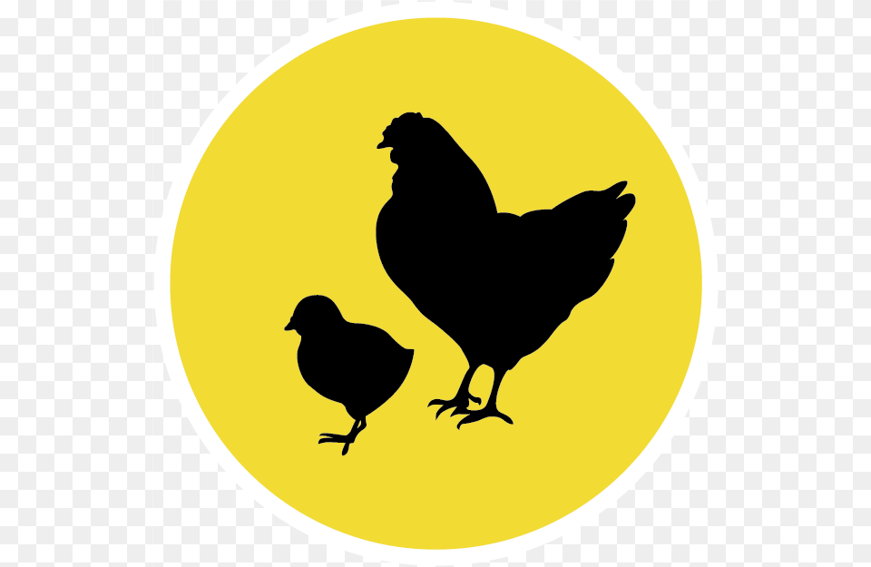 Broiler Equipment Chicken As Food, Silhouette, Animal, Bird, Fowl Free Png