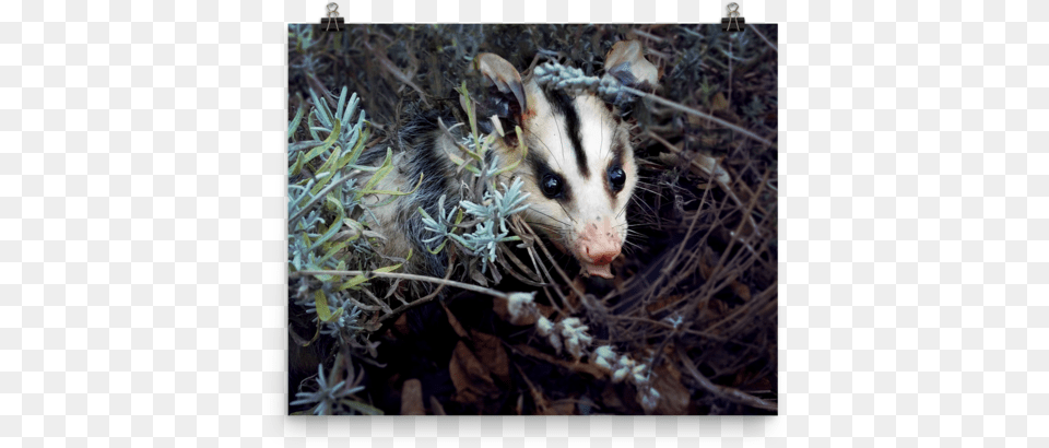 Brokkoli Poster Sold Possum, Animal, Mammal, Wildlife, Rat Png Image