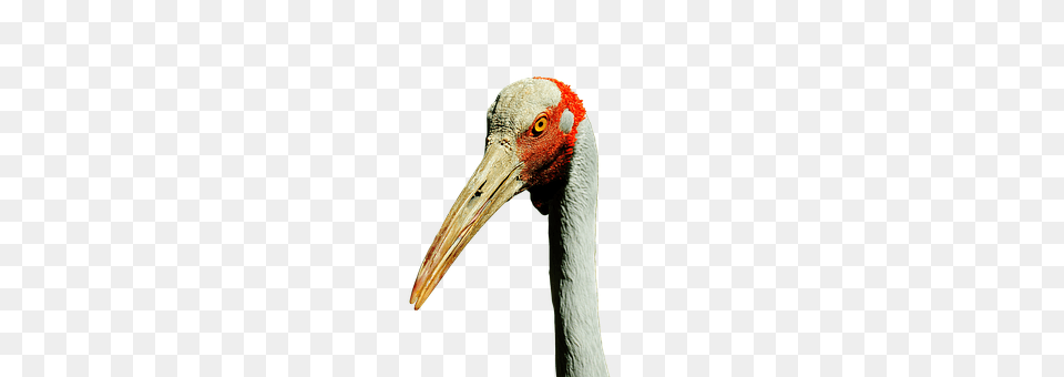 Brolga Animal, Beak, Bird, Crane Bird Png Image