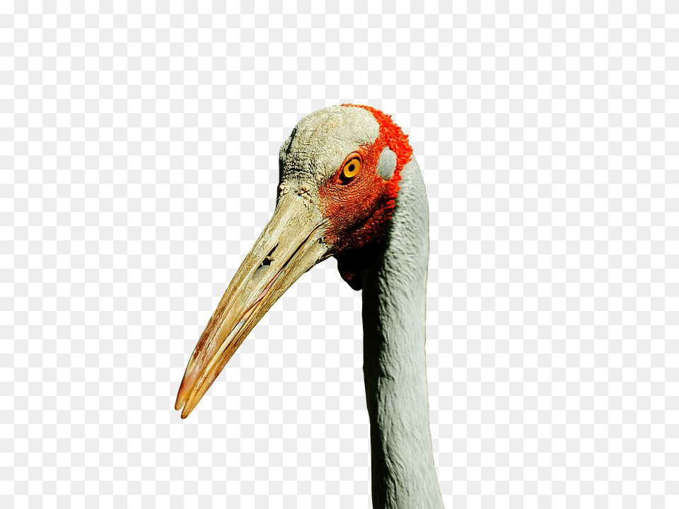 Brolga Animal, Beak, Bird, Crane Bird Png Image