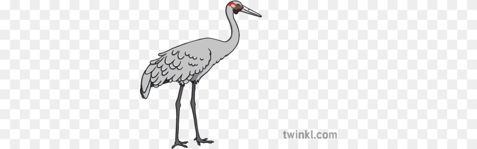 Brolga Australian Crane Bird Ks1 Illustration Twinkl Long, Animal, Crane Bird, Waterfowl Free Transparent Png