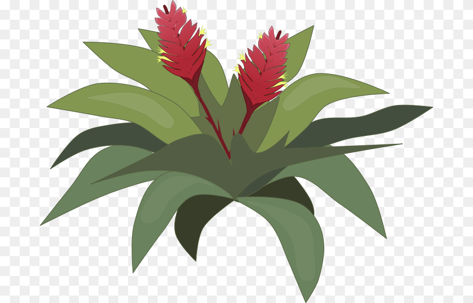 Bromelia, Flower, Leaf, Plant, Vegetation Png