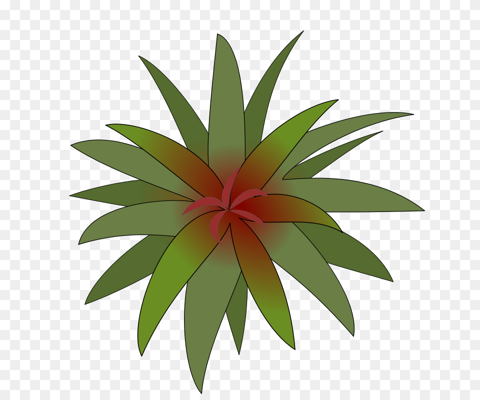 Bromelia, Art, Floral Design, Graphics, Pattern Free Transparent Png