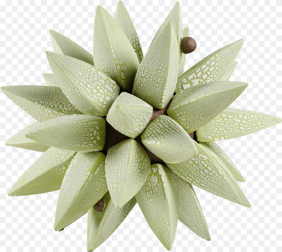 Bromelia Free Png Download