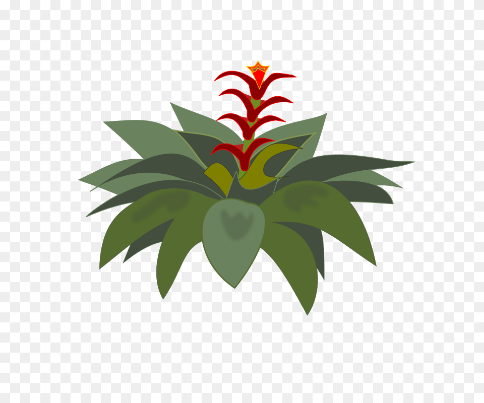 Bromelia, Leaf, Plant, Vegetation, Flower Free Png