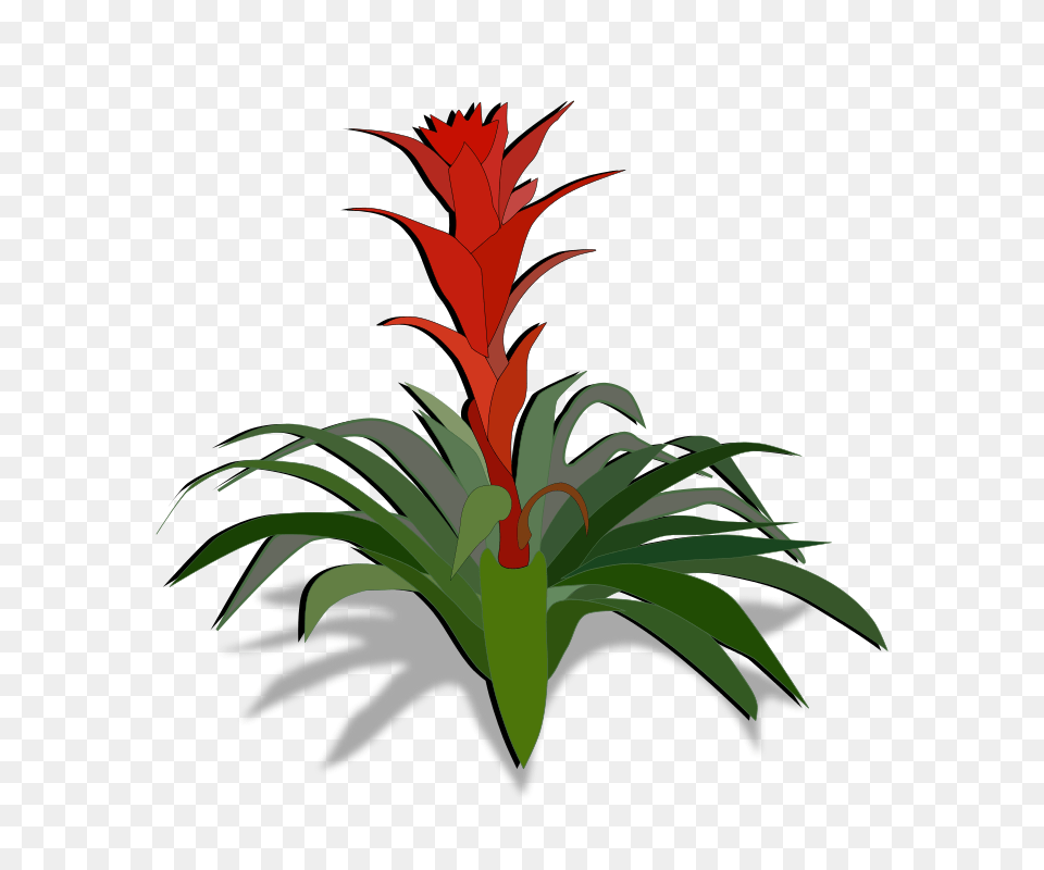 Bromelia, Flower, Plant, Art, Graphics Free Png