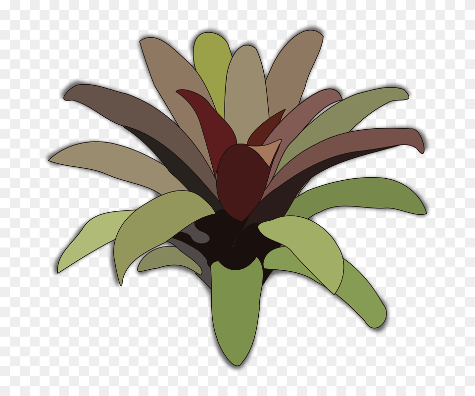 Bromelia, Flower, Plant, Art, Graphics Png Image