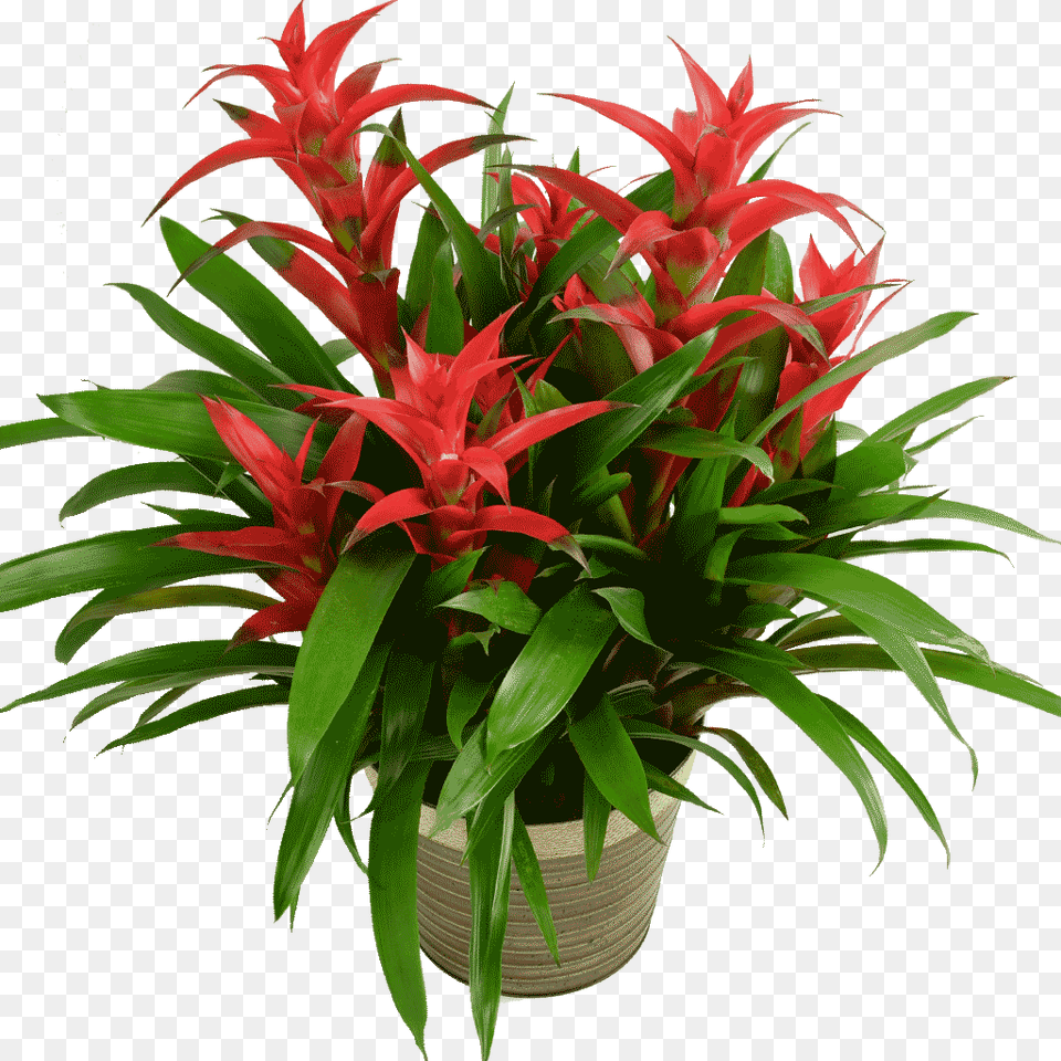 Bromeliad Plant, Flower, Flower Arrangement, Potted Plant, Leaf Free Png