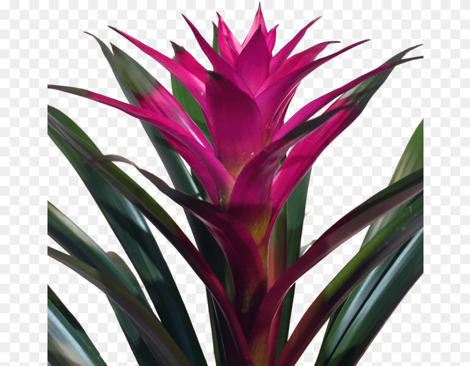 Bromelias Moradas Potted Plants Air Plants Indoor Guzmania, Plant, Flower Free Png Download