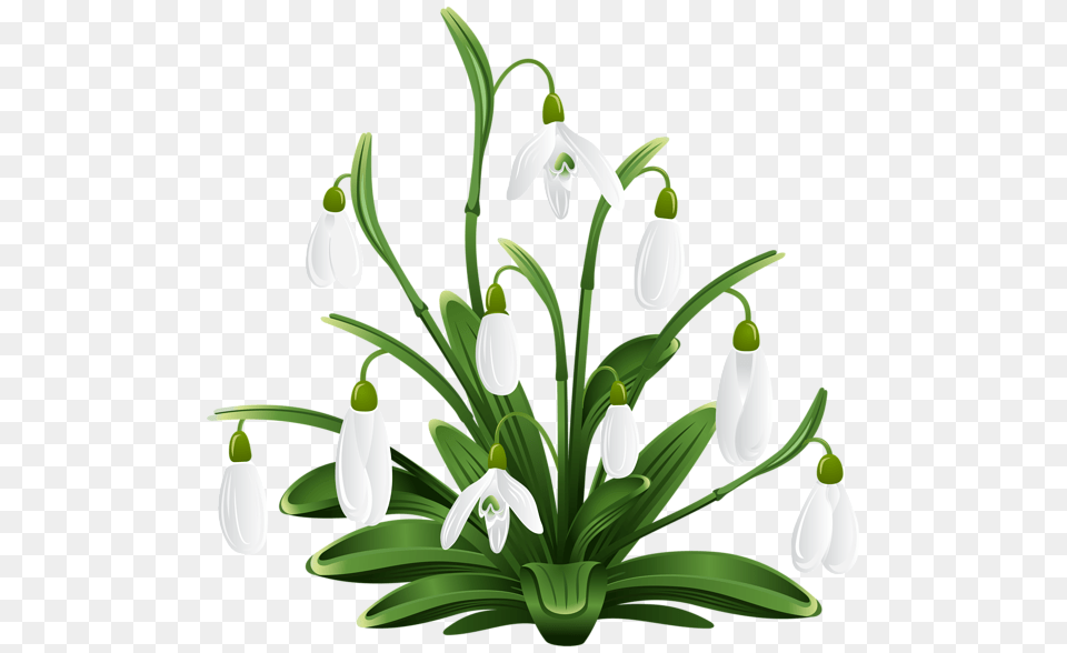 Bronislava, Amaryllidaceae, Flower, Plant, Petal Free Transparent Png