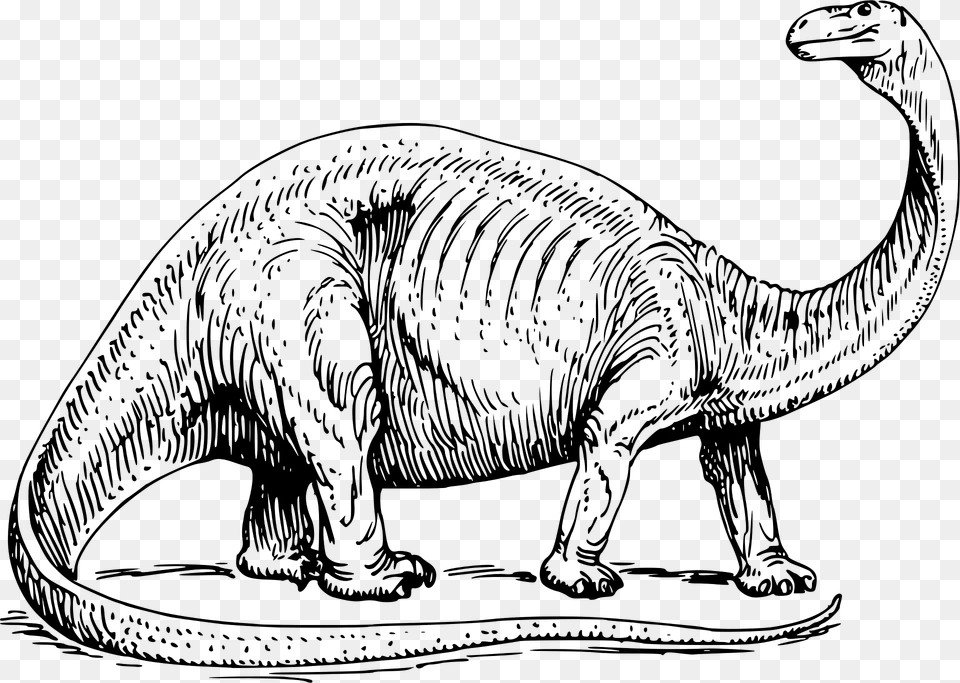 Brontosaurus Clipart, Animal, Dinosaur, Reptile, T-rex Free Transparent Png