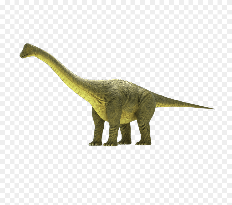 Brontosaurus Rig, Animal, Dinosaur, Reptile, T-rex Png Image