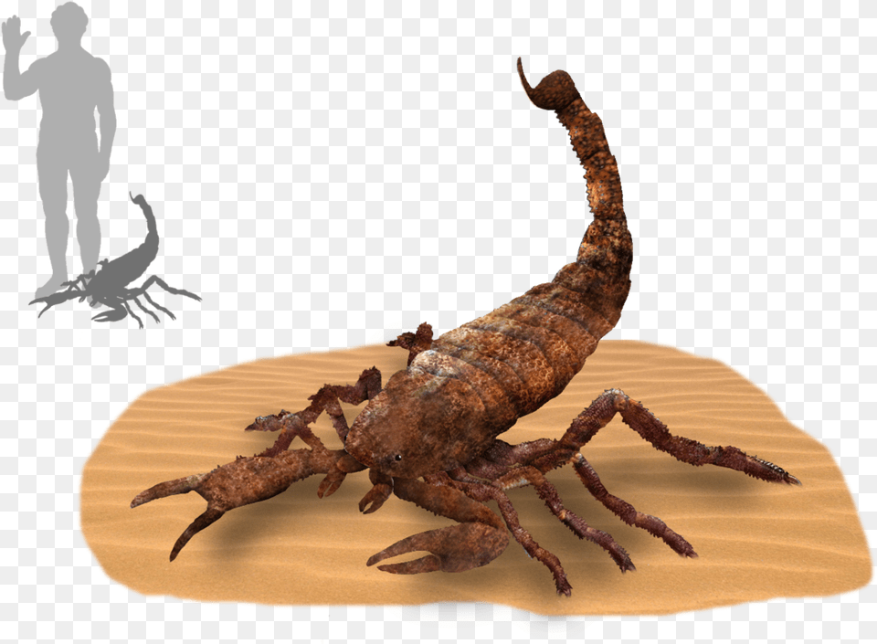 Brontoscorpio Size, Electronics, Hardware, Insect, Animal Free Png