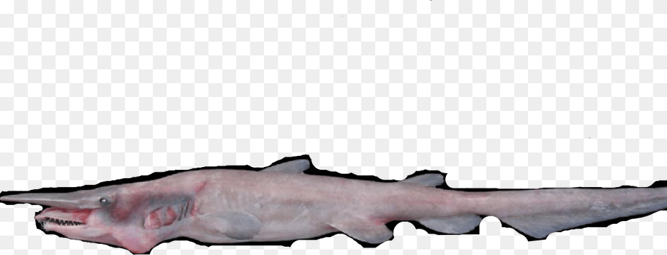Bronze Hammerhead Shark, Animal, Fish, Sea Life Png Image
