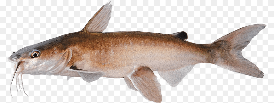 Bronze Hammerhead Shark, Animal, Fish, Sea Life, Food Png