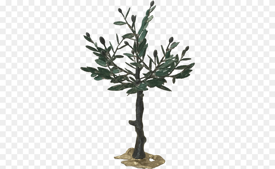 Bronze Olive Tree Gambel Oak, Leaf, Plant, Potted Plant, Flower Png Image