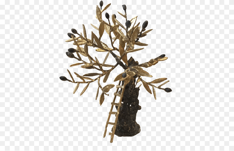 Bronze Olive Tree Pine Family, Plant, Outdoors, Nature, Snow Png Image