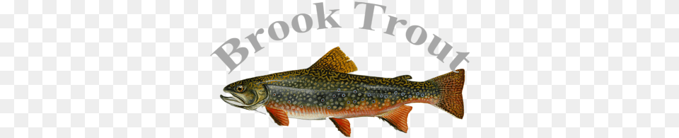 Brook Trout, Animal, Fish, Sea Life Free Png Download