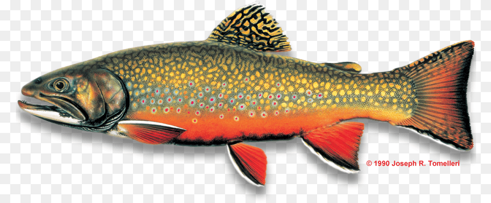 Brook Trout Fish, Animal, Sea Life Png